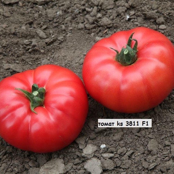 KS-3811 F1, (100 нас.) насіння томату Kitano