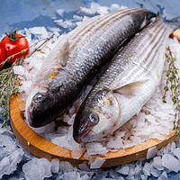 Кефаль морська