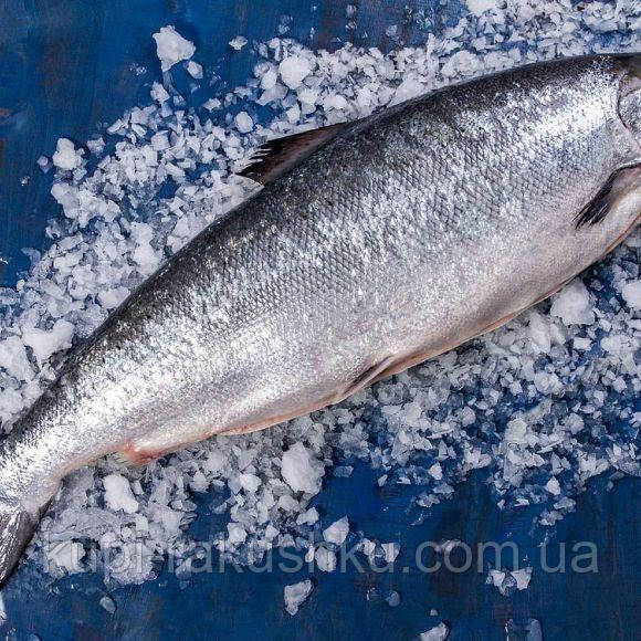 Лосось (сьомга) потрошений, Норвегія, фото 1