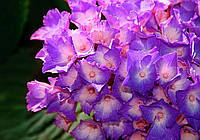 Фотообои 3 д в зал 368x254 см Цветы - Гортензия крупнолистная (1563P8)+клей