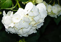 Фотообои в спальню 3д 254x184 см Цветы - Белая гортензия (1564P4)+клей