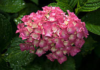 Флизелиновые фотообои природа 312x219 см 3Д Цветы - розовая крупнолистная гортензия (1565VEXXL)+клей