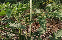 Опора для подвязки растений Ø 10 мм высота 100 см