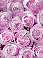 Красивая природа фото обои 184x254 см 3Д Цветы розовые розы (142P4A)+клей