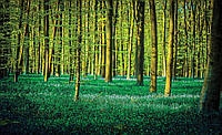 Флизелиновые фотообои с природой в интерьере 416x254 см Лесной пейзаж с зеленой травой (1438VEXXXL)+клей