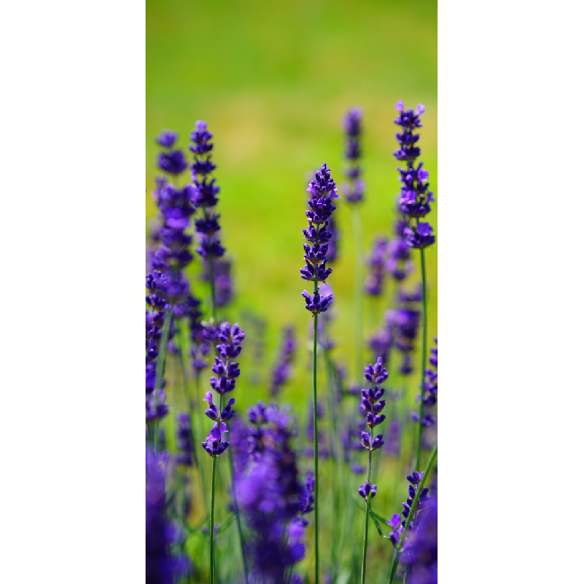 Уцінка! Настінний обігрівач-картина Shine "Лаванда" (072) 100 х 50 см 215 Вт, фото 1