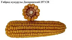 Кукуруза гибрид Днепровский 257 МВ (кг)