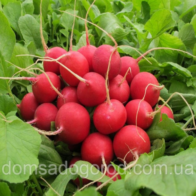 Редис СОРА  |  SORA   Leda Agro 250 г
