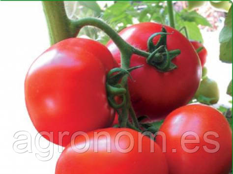 Насіння томату Ядвіга F1 100 насінин Kitano Seeds