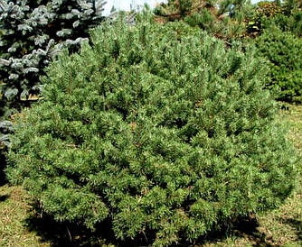 Сосна звичайна Beuvronensis 3 річна, Сосна обыкновенная Беувронензис, Pinus sylvestris Beuvronensis
