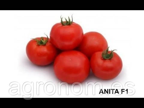 Насіння томату АНІТА (KS 829) F1 1000 насінин Kitano Seeds