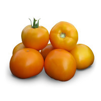 Насіння томату KC 17 F1 1000 насінин Kitano Seeds