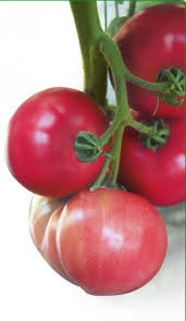 Насіння томату Батлер КС F1 100 насінин Kitano Seeds