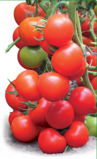 Насіння томату Тайлер F1 100 насінин Kitano Seeds