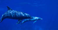 Фотообои "Дельфины" - Любой размер! Читаем описание!