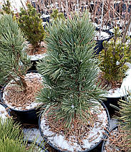 Сосна звичайна Фастігіата / С20 / h 50-60 / Pinus Fastigiata, фото 3