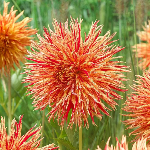 Жоржина оторочена Rejman's Firecracker, фото 1