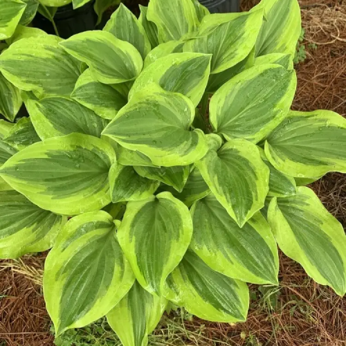 Хоста Golden Tiara