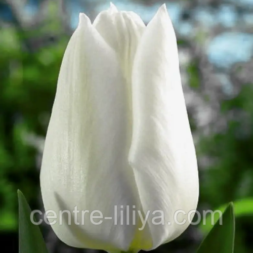 Тюльпан тріумф Snow Lady 12+, фото 1