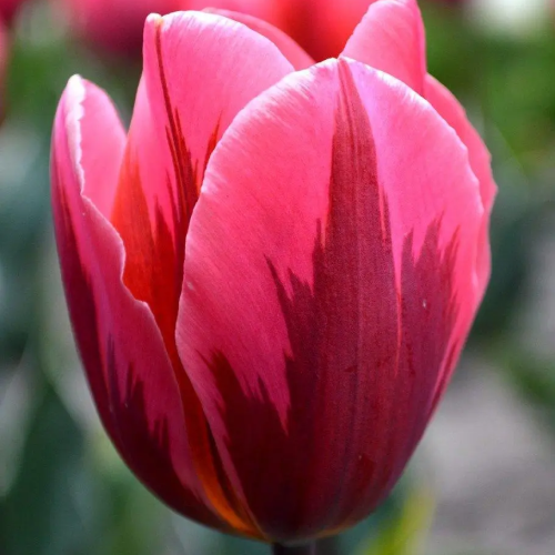 Тюльпан тріумф Pretty Princess 11/12