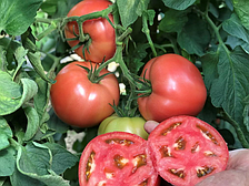 CRX 78951 F1 - насіння томату індетермінантного рожевого, 100 нас., Cora Seeds