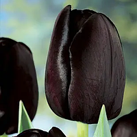 Тюльпан простий Queen of Night 10/11