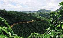 Кава в зернах Royal-Life Арабіка Бразилія Черрадо (Серрадо), 1 кг, фото 4