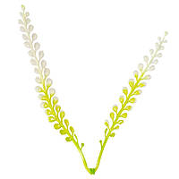 Колос білий, 15см