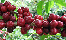 Кава в зернах Royal-Life Арабіка Руанда, 1 кг, фото 3