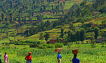 Кава в зернах Royal-Life Арабіка Руанда, 1 кг, фото 5