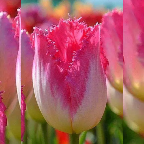 Тюльпан оторочений Auxerre 12+