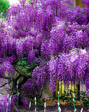 Гліцинія японська "Людвиг Лавин" \ Wisteria Ludwik Lawin ( саджанці 2х річні), фото 2