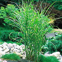Міскантус китайський Зебрінус / Р12 / Miscanthus sinensis Zebrinus