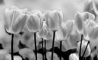 Над кроватью 3д флизелиновые фотообои в спальню цветы 312x219 см Черно-белые тюльпаны (287VEXXL)+клей