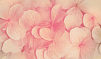 Фотообои фото 254x184 см Большие цветы гортензии (3124P4)+клей