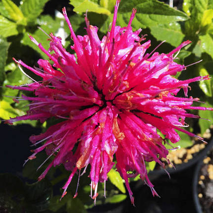 Монарда Баблгам Бласт / Р12 / Monarda Bubblegum Blast, фото 3
