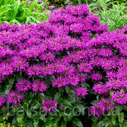 Монарда гібридна Грейп Гамбол / Р12 / Monarda Grape Gumball, фото 1