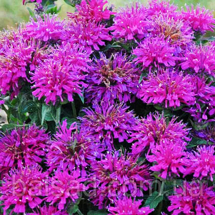 Монарда гібридна Грейп Гамбол / Р12 / Monarda Grape Gumball, фото 3