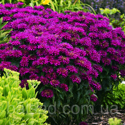 Монарда гібридна Грейп Гамбол / Р12 / Monarda Grape Gumball, фото 4