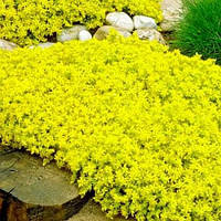 Насіння професійне Седум Жовта королева. Sedum acre  Yellow Queen — 10 шт Benary