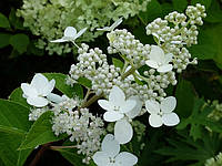 Гортензия метельчатая Киушу (Hydrangea paniculata Kyushu) конт. 2л