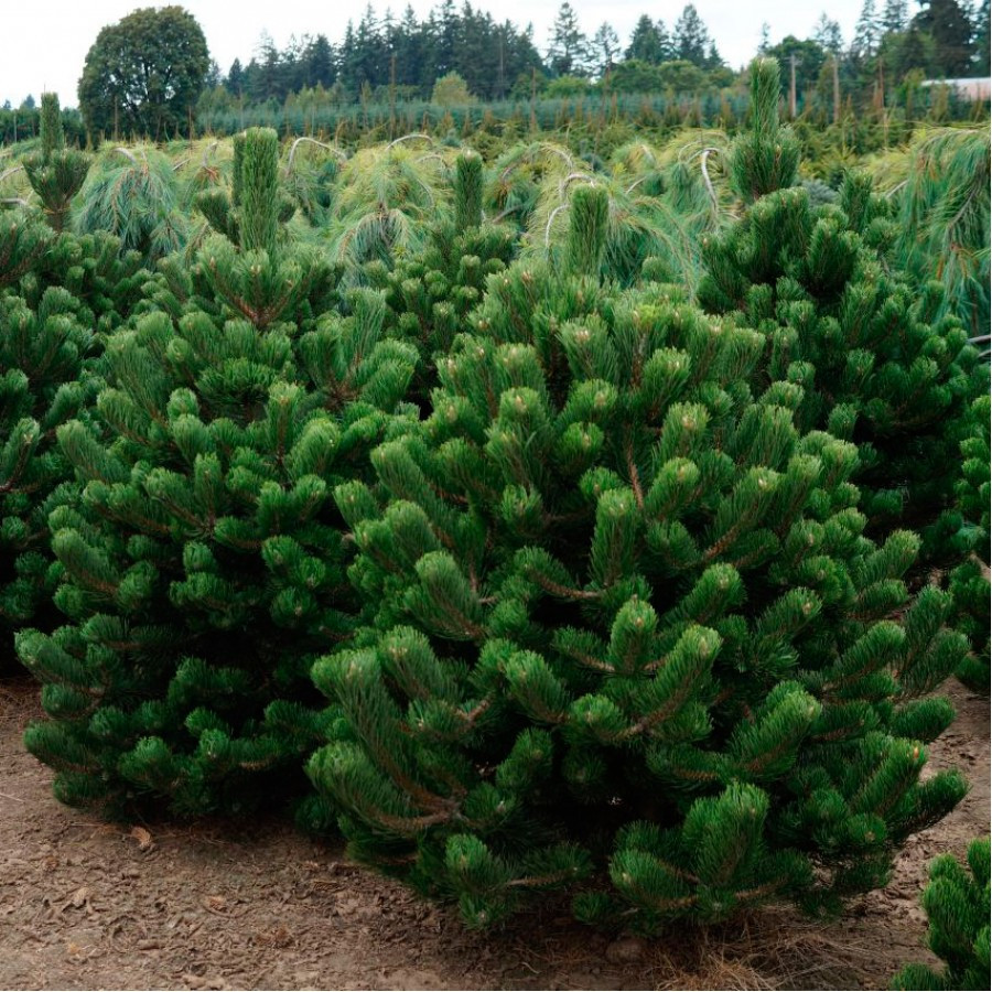 Сосна чорна Oregon Green 2 річна, Сосна черная Орегон Грин, Pinus nigra Oregon Green