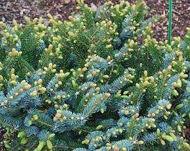 Ялина Bicolor 3 річна, Ель двуцветная / Биколор, Picea bicolor, фото 3