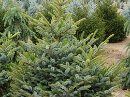 Ялина Bicolor 3 річна, Ель двуцветная / Биколор, Picea bicolor, фото 4