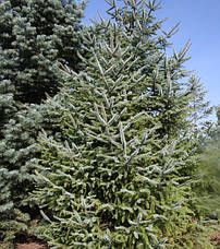 Ялина Bicolor 3 річна, Ель двуцветная / Биколор, Picea bicolor, фото 5