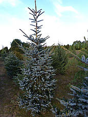 Ялина Bicolor 3 річна, Ель двуцветная / Биколор, Picea bicolor, фото 6