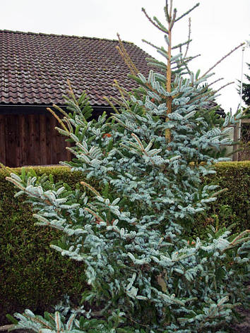 Ялина Bicolor 3 річна, Ель двуцветная / Биколор, Picea bicolor, фото 1