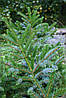 Ялина Bicolor 2 річна, Ель двуцветная / Биколор, Picea bicolor, фото 3