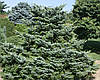 Ялина Bicolor 3 річна, Ель двуцветная / Биколор, Picea bicolor, фото 9