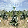 Ялина Bicolor 3 річна, Ель двуцветная / Биколор, Picea bicolor, фото 10